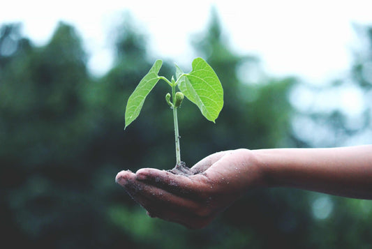 How Ecoden® Is Leaving Behind A Positive Impact